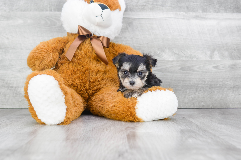 Morkie Puppy for Adoption