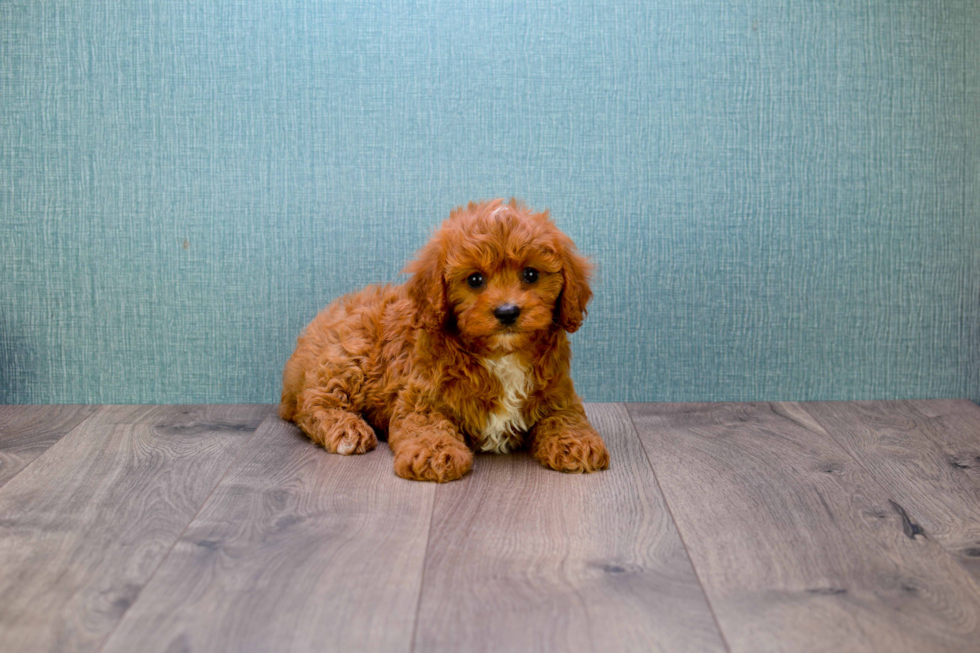 Cavapoo Puppy for Adoption