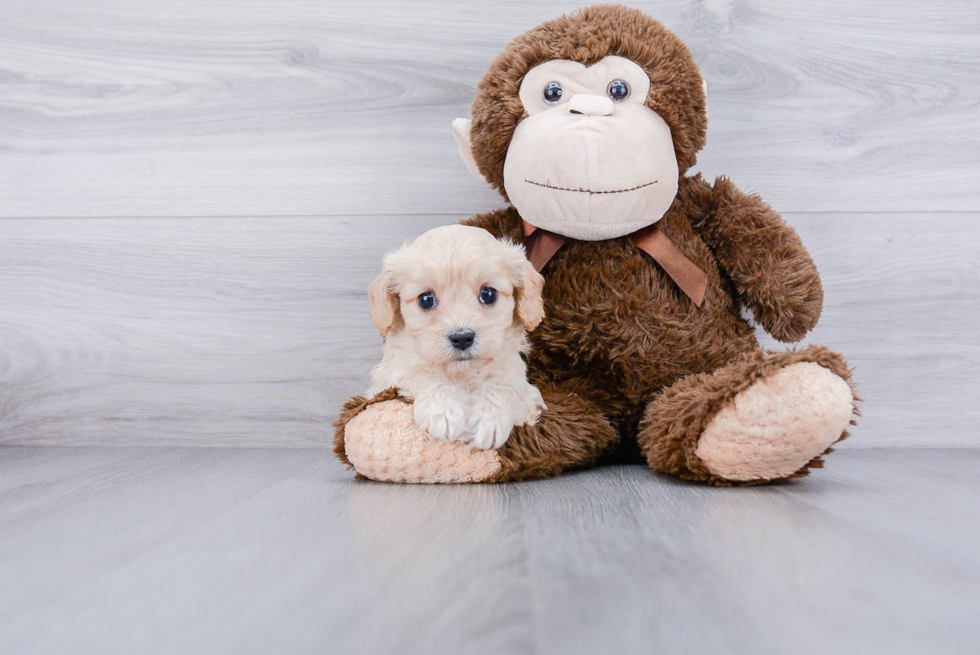 Cavachon Pup Being Cute
