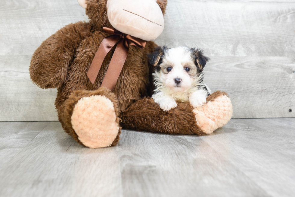 Funny Morkie Designer Pup