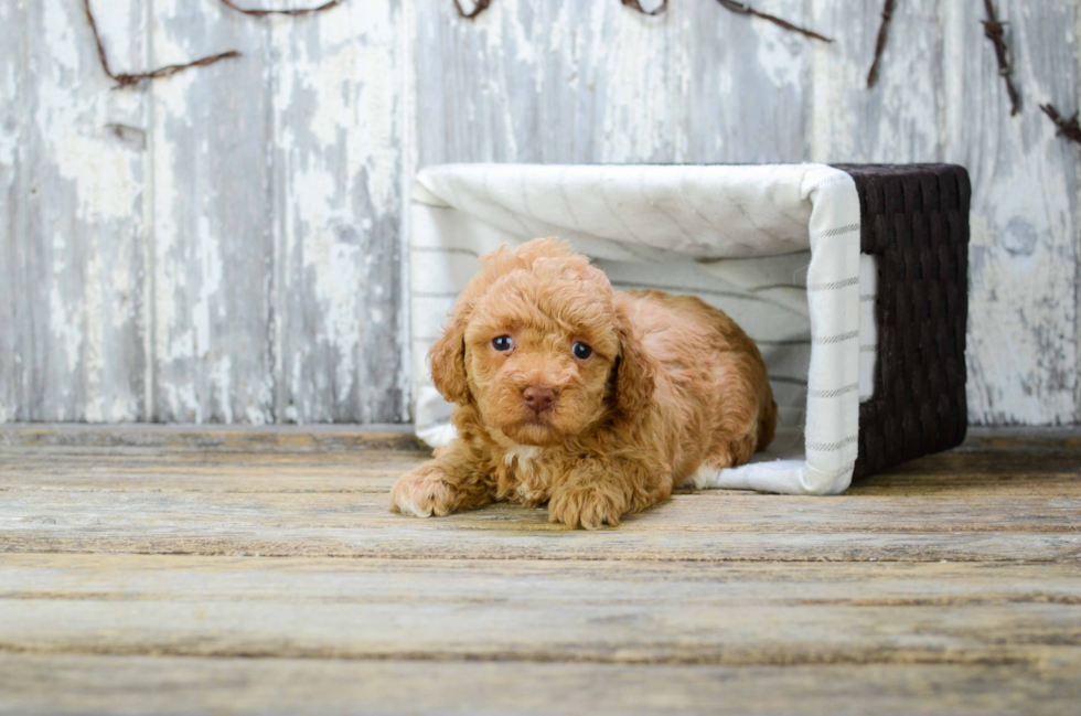 Friendly Poodle Purebred Pup