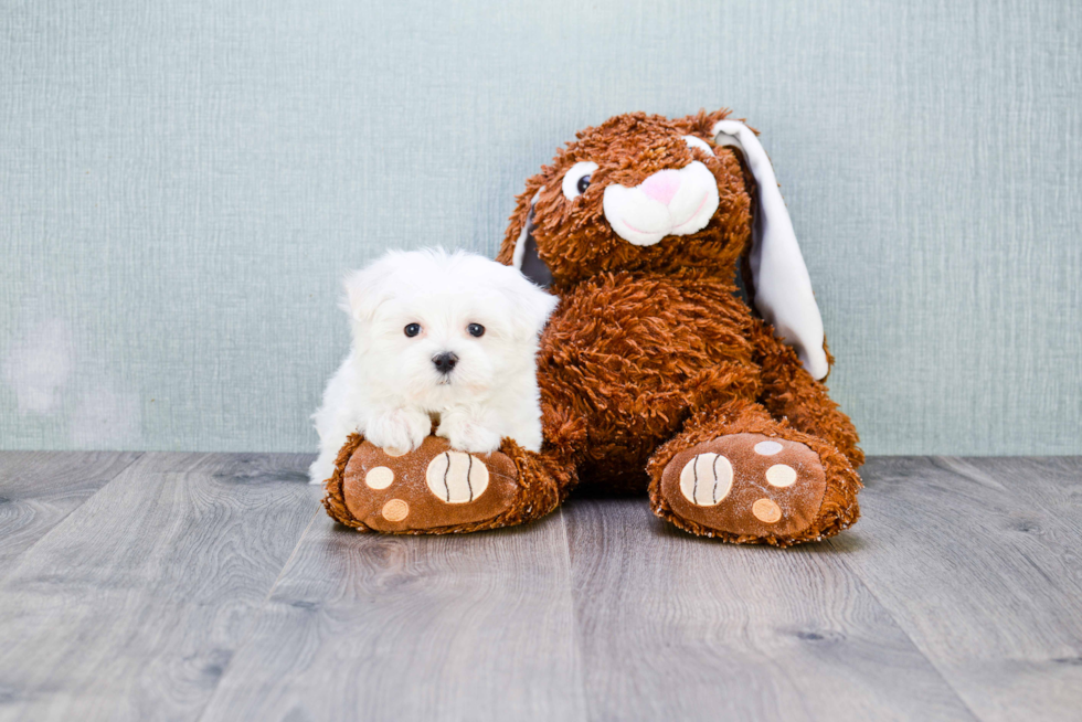 Maltese Pup Being Cute