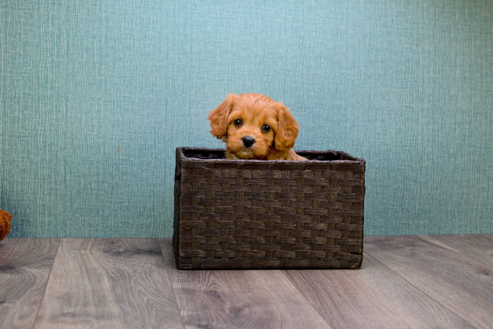 Fluffy Cavapoo Poodle Mix Pup