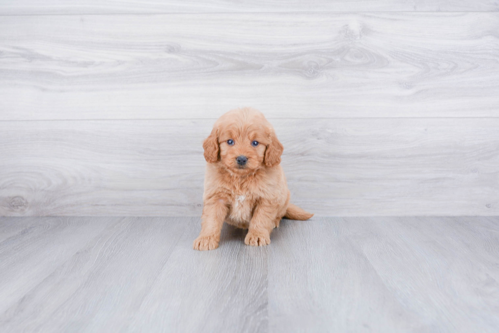 Funny Mini Goldendoodle Poodle Mix Pup