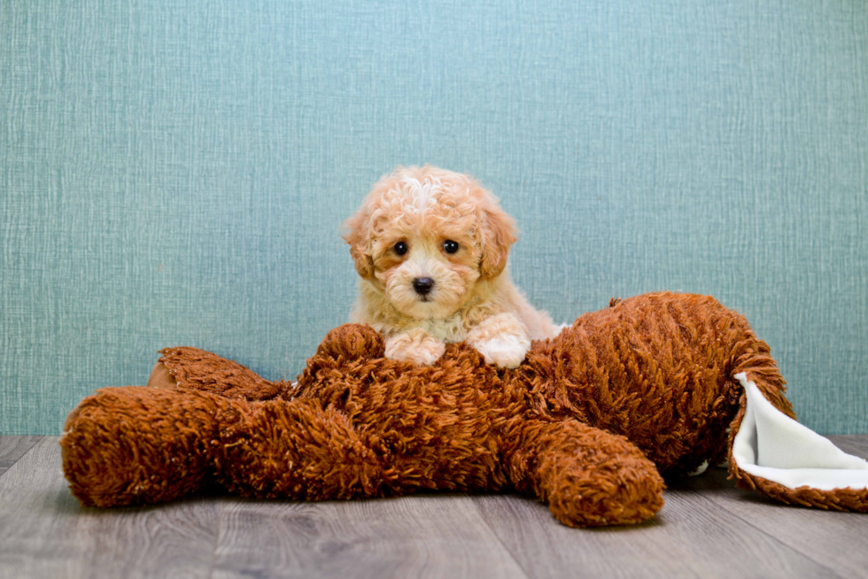 Little Cavoodle Poodle Mix Puppy
