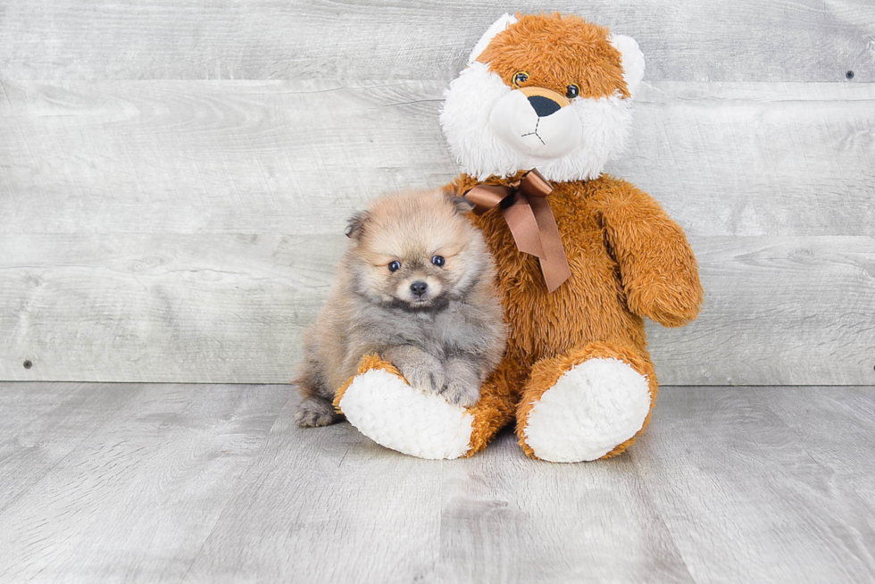 Pomeranian Pup Being Cute
