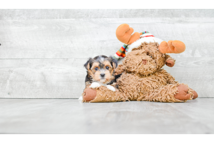 Morkie Pup Being Cute
