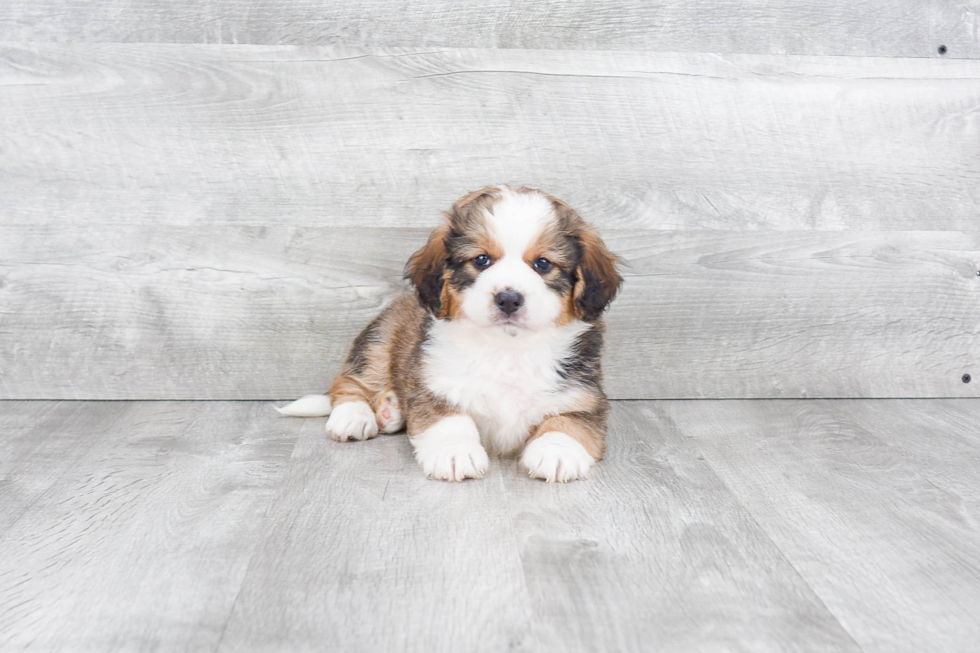 Fluffy Mini Bernedoodle Poodle Mix Pup