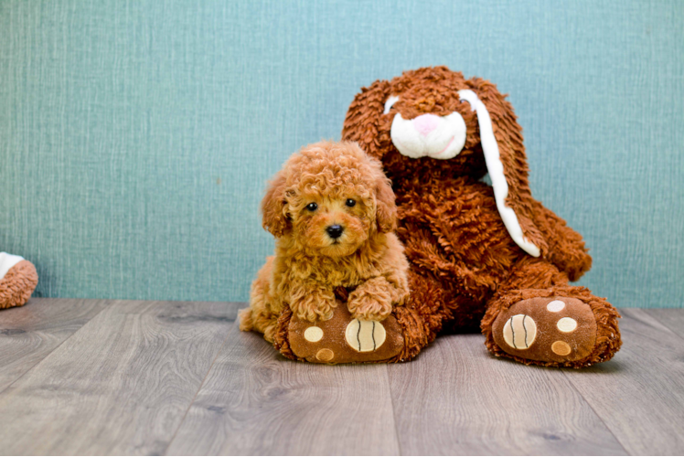 Cavapoo Pup Being Cute