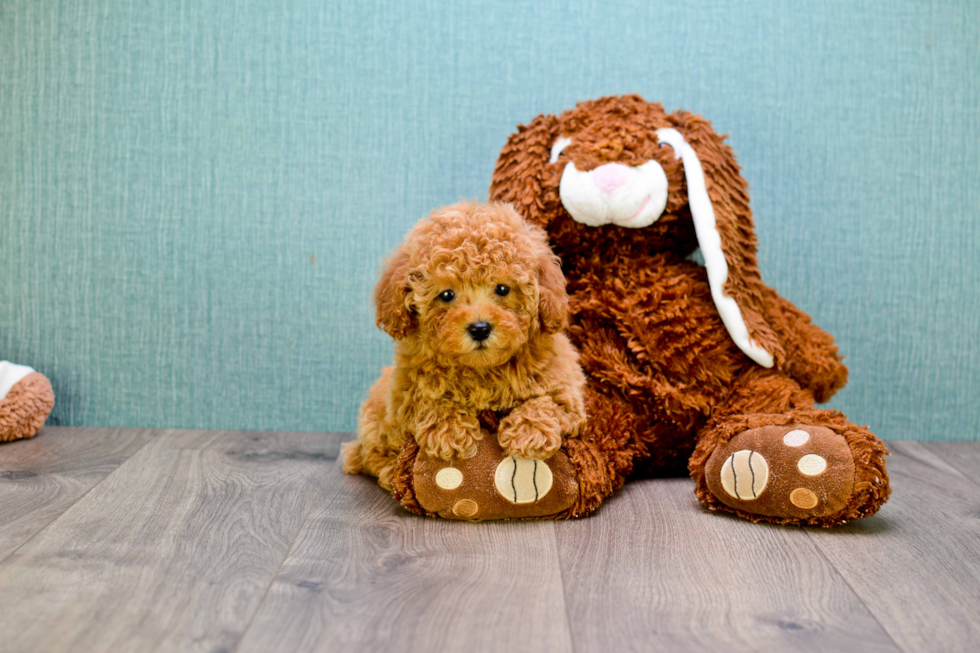 Cavapoo Pup Being Cute