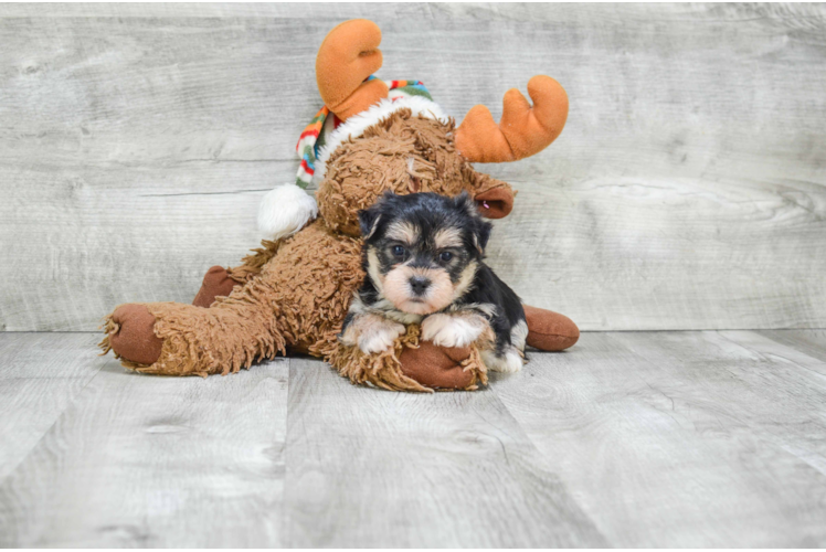 Funny Morkie Designer Pup