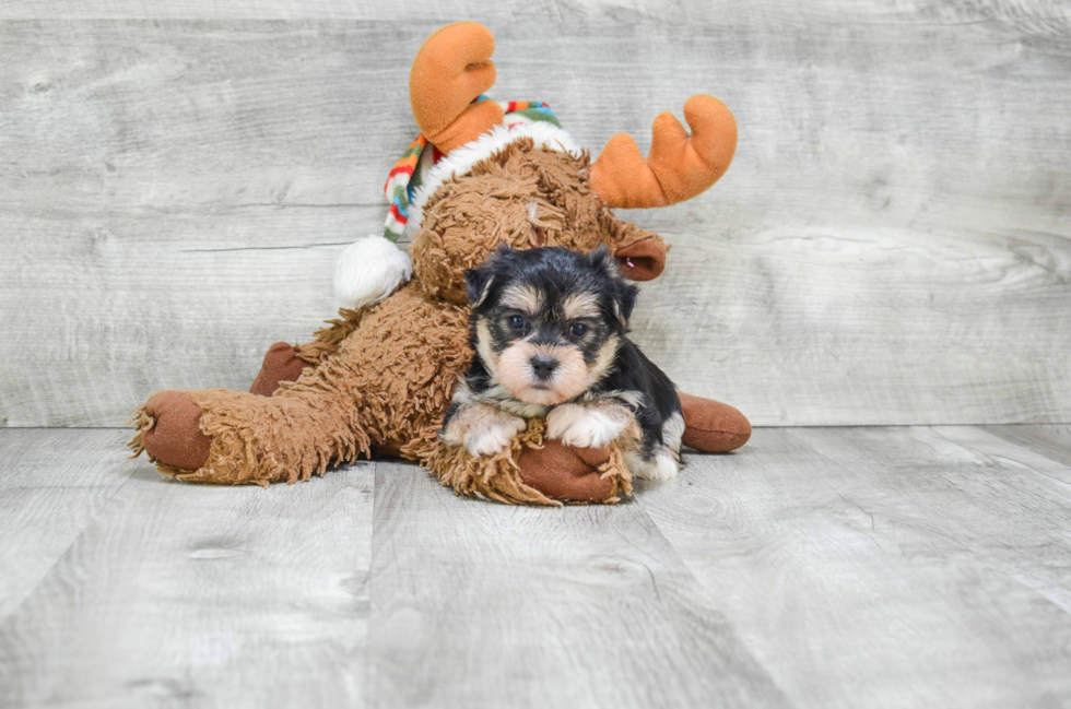 Funny Morkie Designer Pup