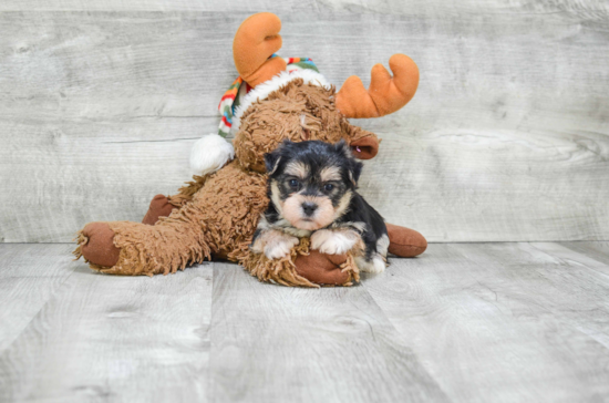 Funny Morkie Designer Pup
