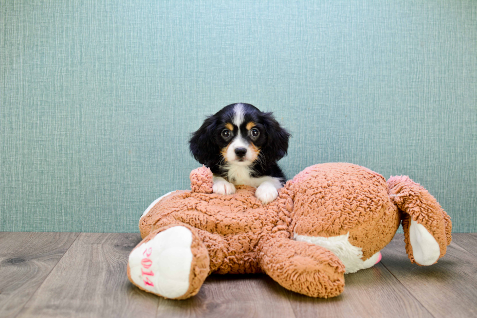 Sweet Cavachon Baby