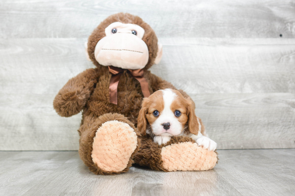 Cavalier King Charles Spaniel Pup Being Cute