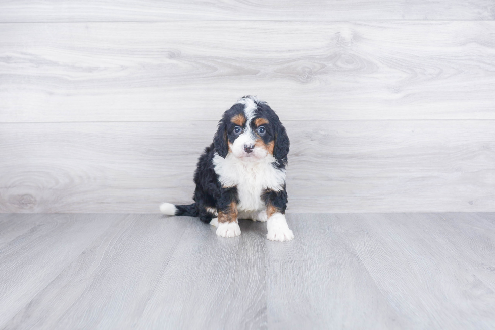 Best Mini Bernedoodle Baby