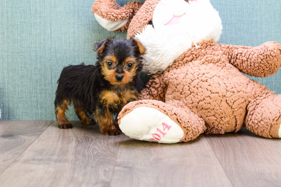 Meet Micro Teacup-Steph - our Yorkshire Terrier Puppy Photo 