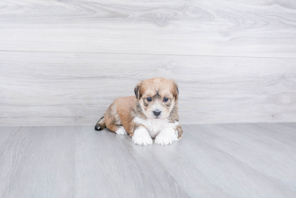 Morkie Pup Being Cute