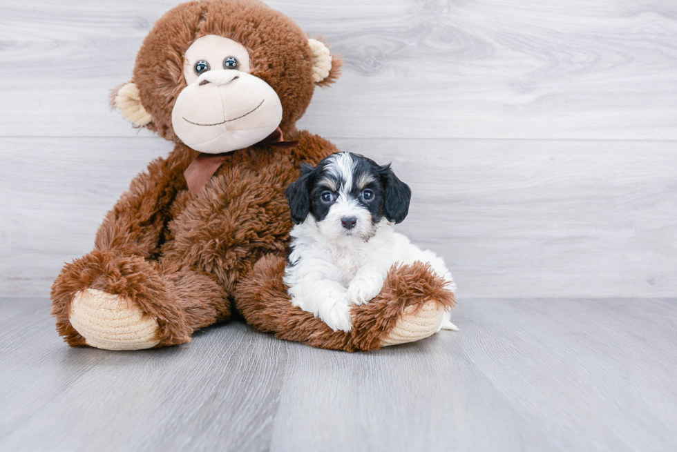 Cavachon Pup Being Cute