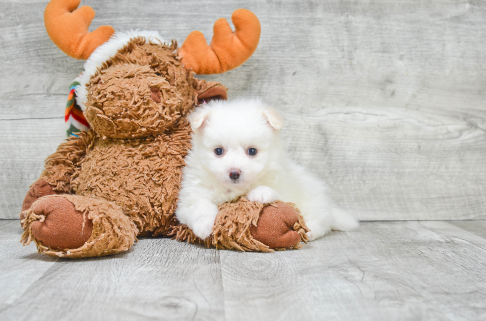 Smart Maltipom Designer Pup