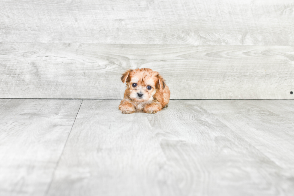 Best Morkie Baby