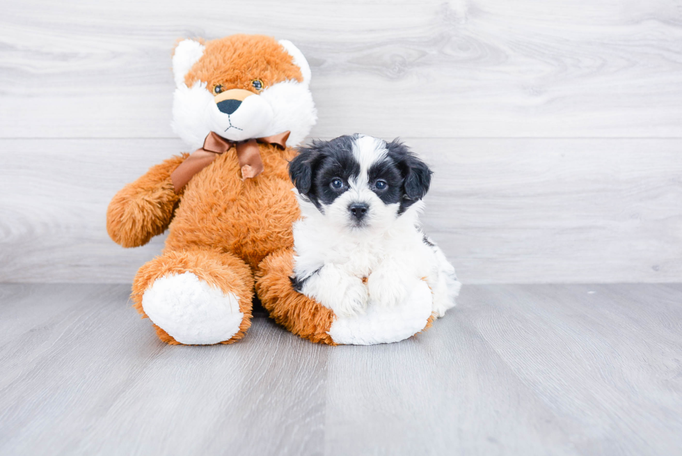 Teddy Bear Puppy for Adoption