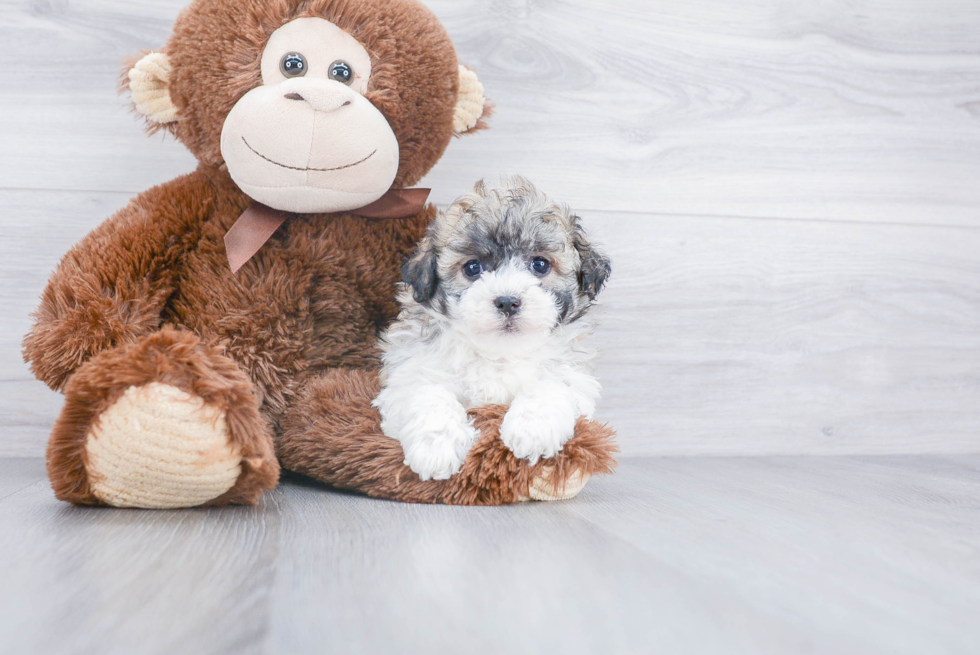 Smart Havanese Purebred Puppy
