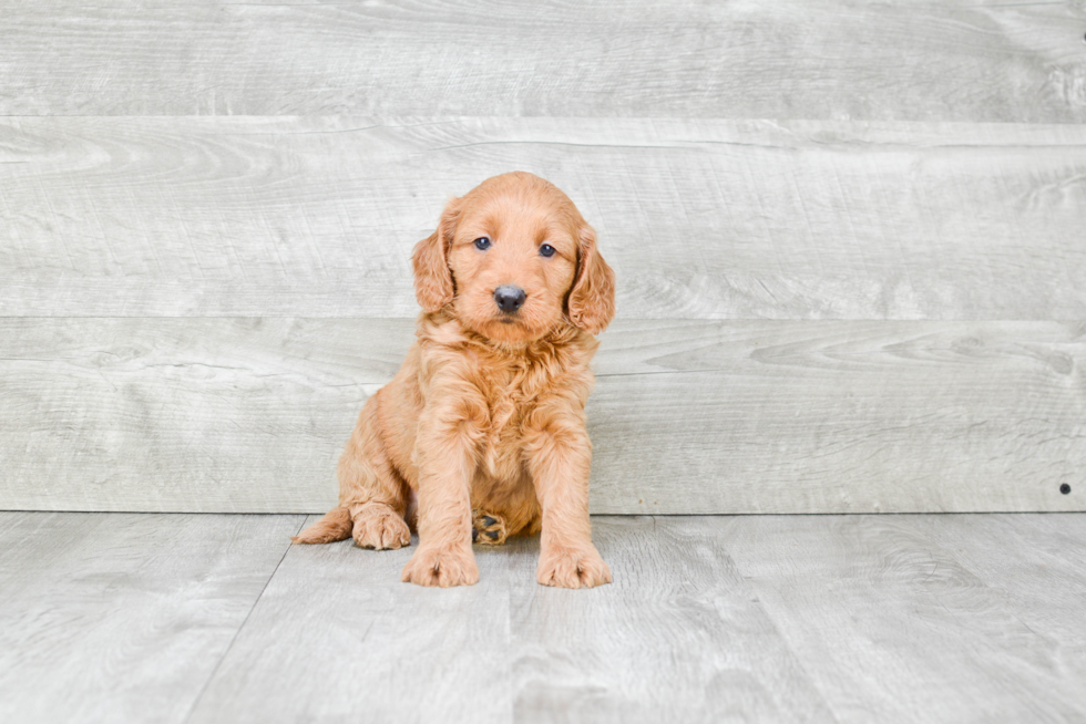 Mini Goldendoodle Pup Being Cute