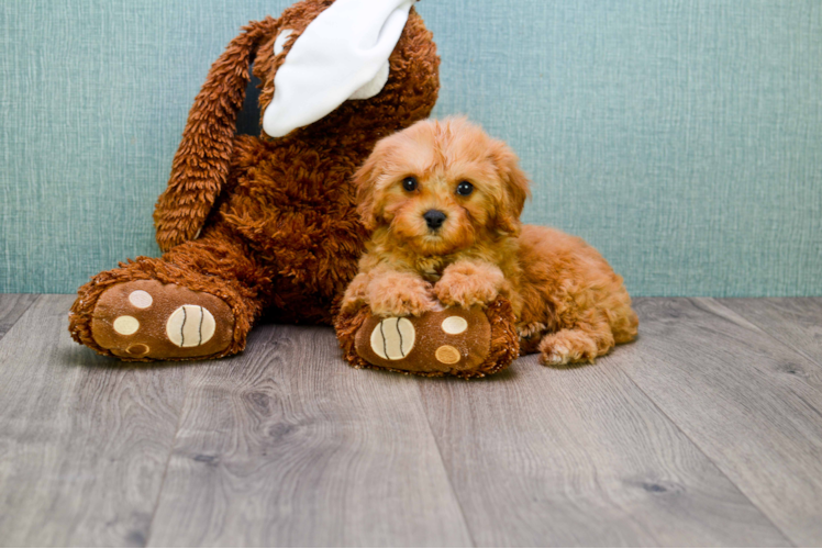 Cavapoo Pup Being Cute