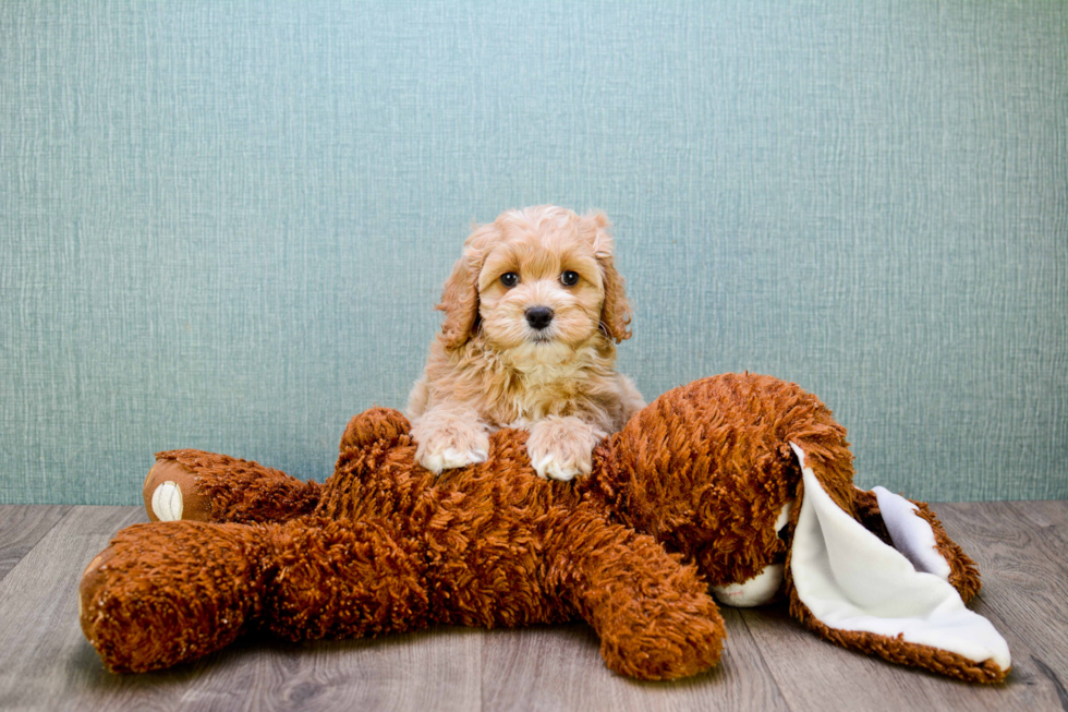Fluffy Mini Goldendoodle Poodle Mix Pup