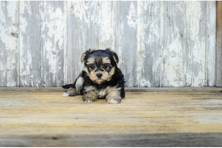 Smart Morkie Designer Pup