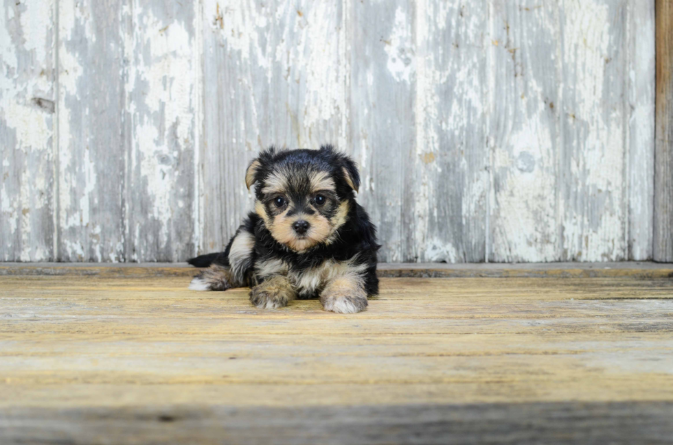Smart Morkie Designer Pup