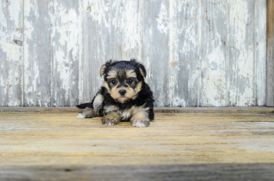 Smart Morkie Designer Pup