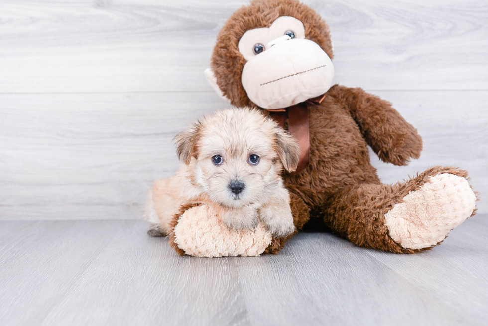 Happy Shorkie Baby