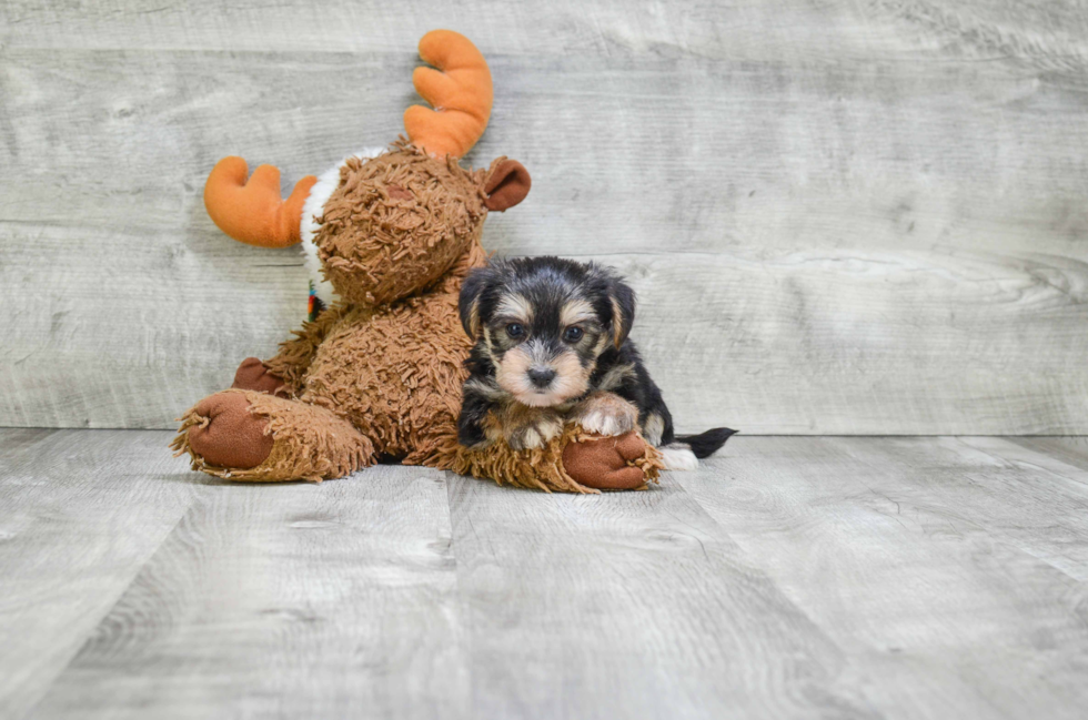 Morkie Pup Being Cute