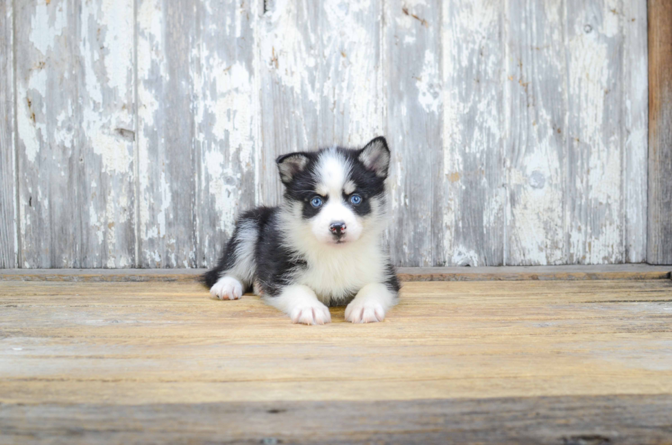 Small Pomsky Baby