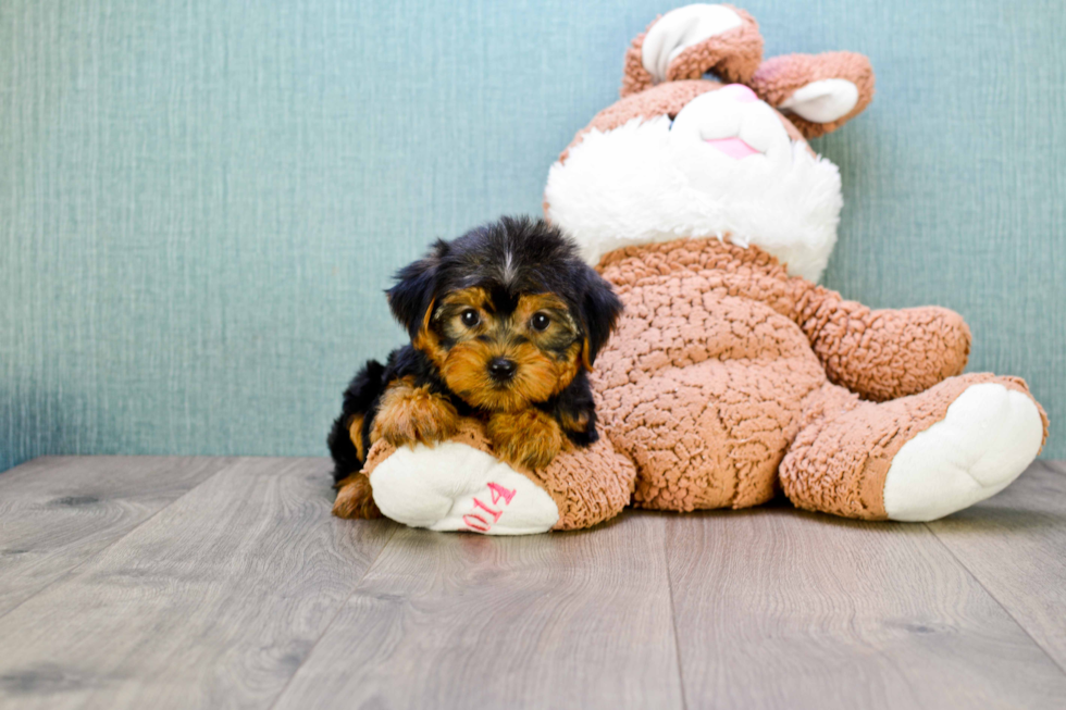 Meet Jeremy - our Yorkshire Terrier Puppy Photo 