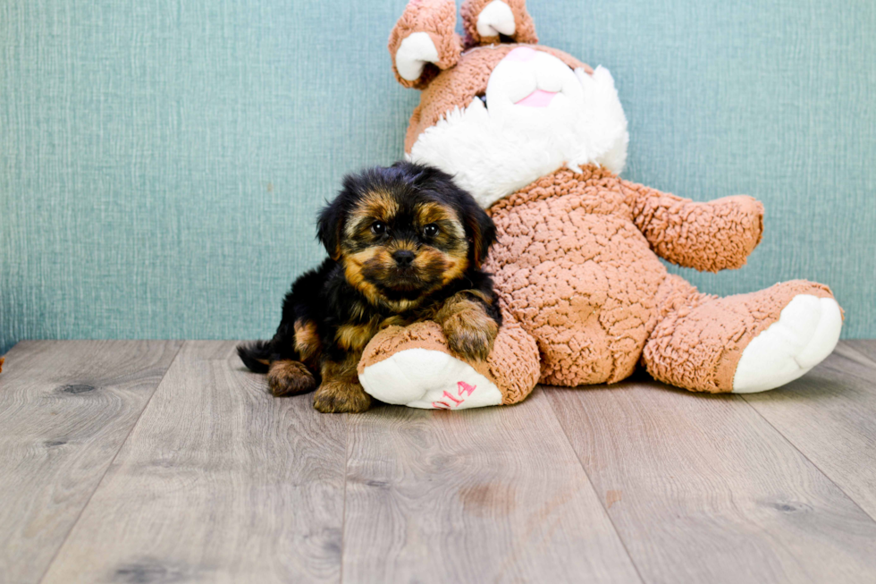 Shorkie Pup Being Cute
