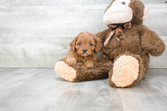 Little Cavoodle Poodle Mix Puppy