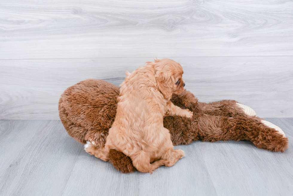 Cavalier King Charles Spaniel Puppy for Adoption