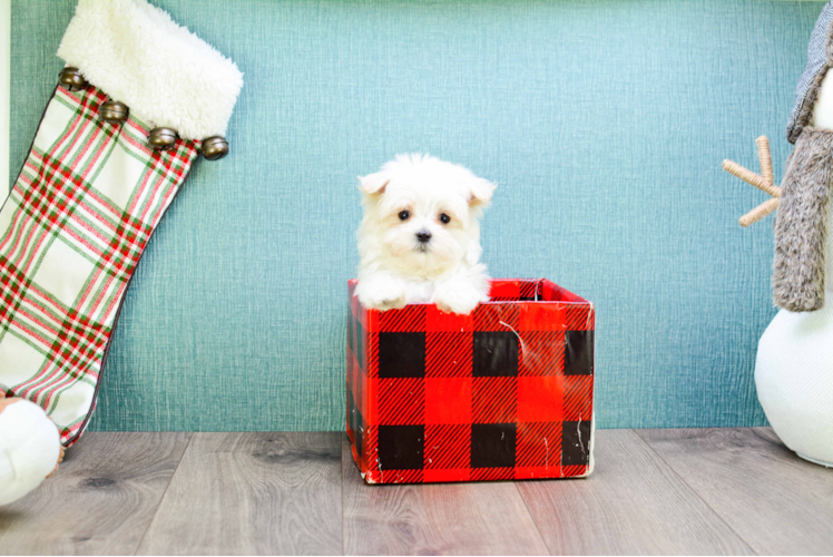 Maltese Puppy for Adoption