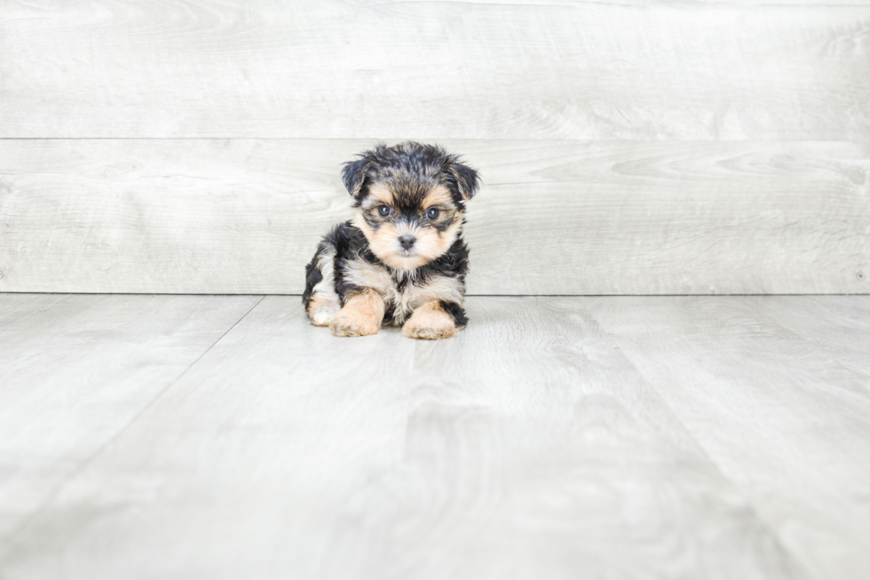 Sweet Morkie Baby