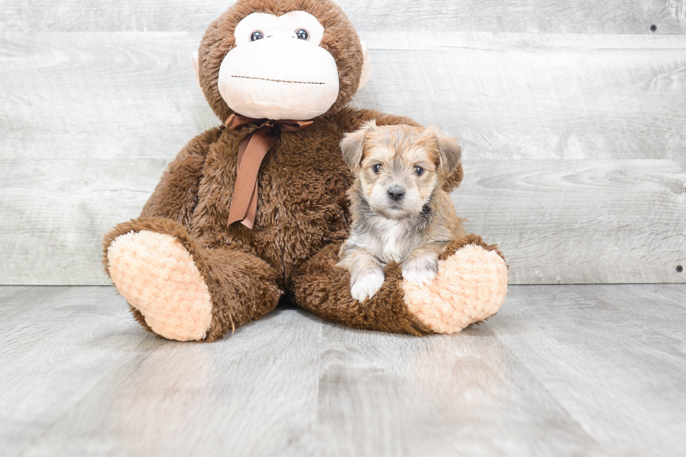 Morkie Puppy for Adoption