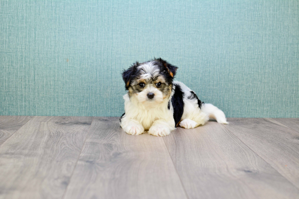 Morkie Pup Being Cute