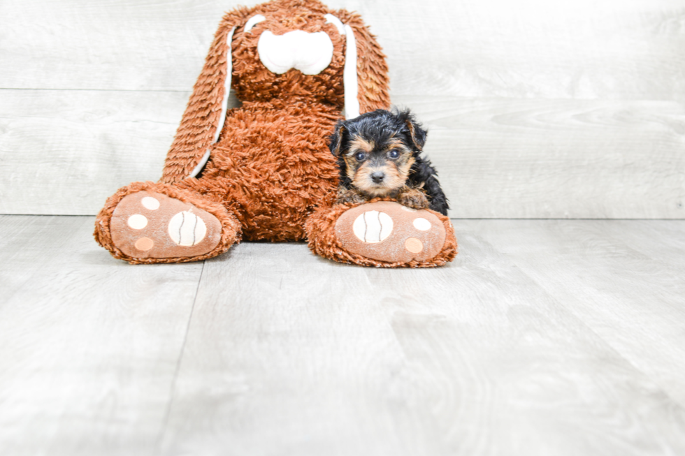 Smart Yorkie Poo Poodle Mix Pup