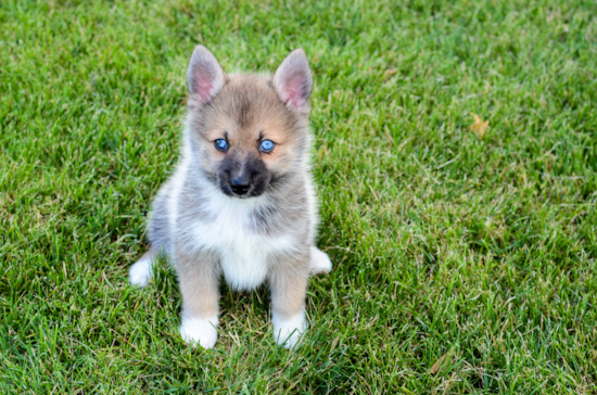 Adorable Mini Husky Designer Puppy