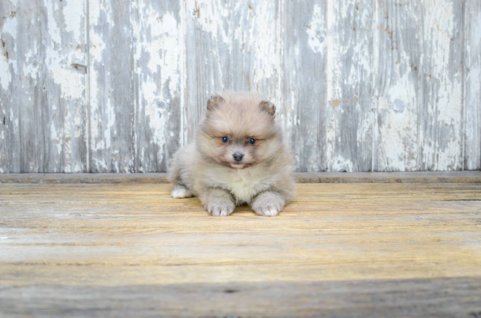 Small Pomeranian Baby