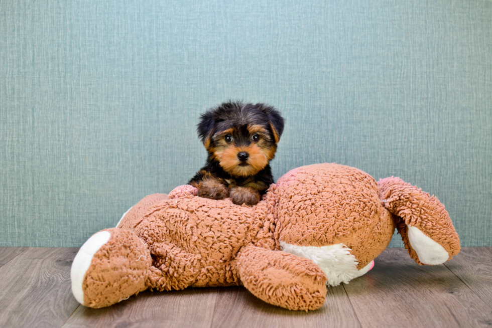 Meet Bella - our Yorkshire Terrier Puppy Photo 
