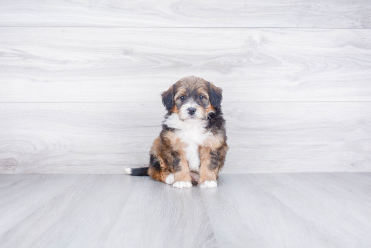 Fluffy Mini Bernedoodle Poodle Mix Pup