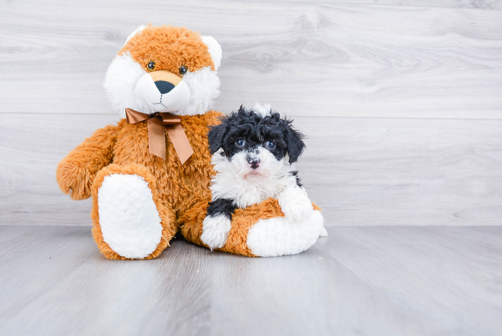 Adorable Sheep Dog Poodle Mix Puppy